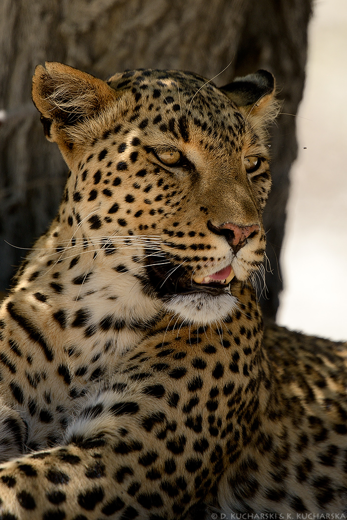 Panthera pardus