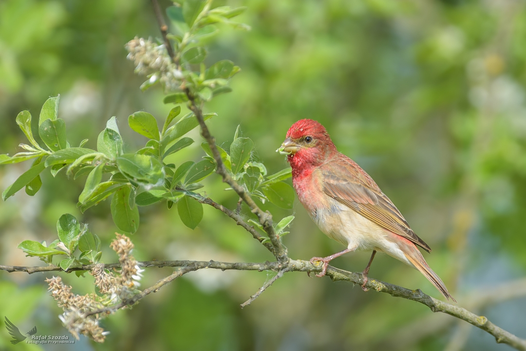 Dziwonia, Common Rosefinch (Carpodacus erythrinus) ... 2021r