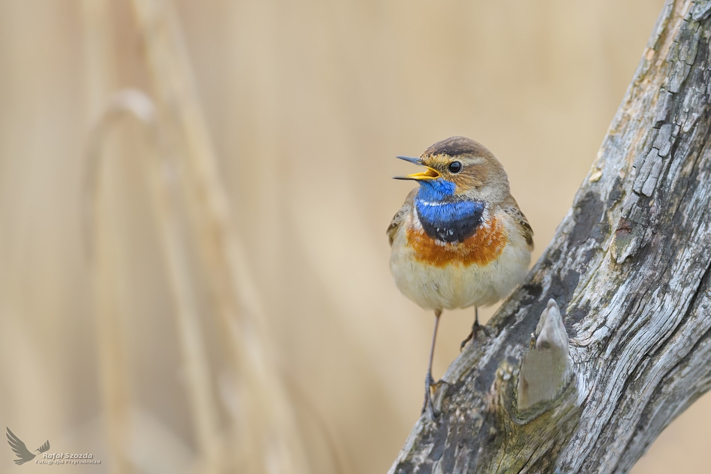 Podrniczek, Bluethroat (Luscinia svecica) ... 2021r