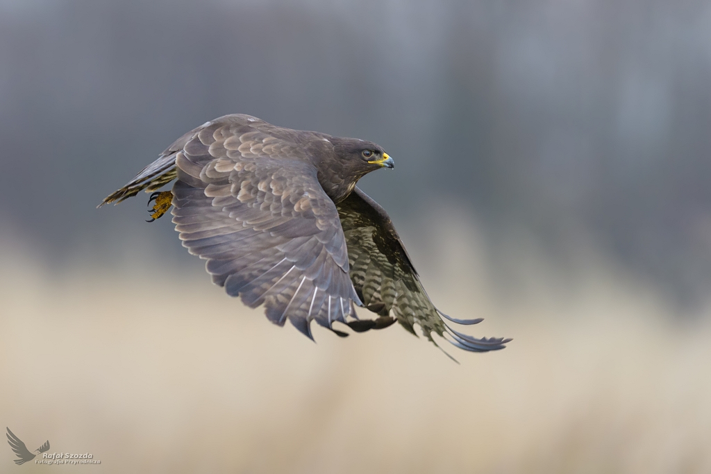 Myszow, Common Buzzard (Buteo buteo) ...