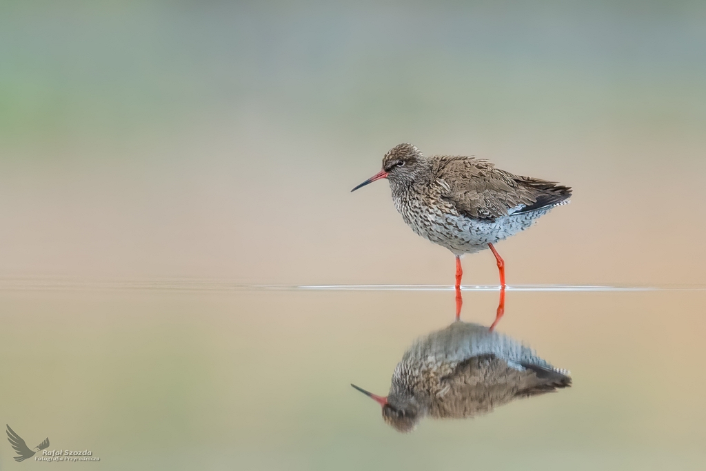 Krwawodzib, Common Redshank (Tringa totanus) ...