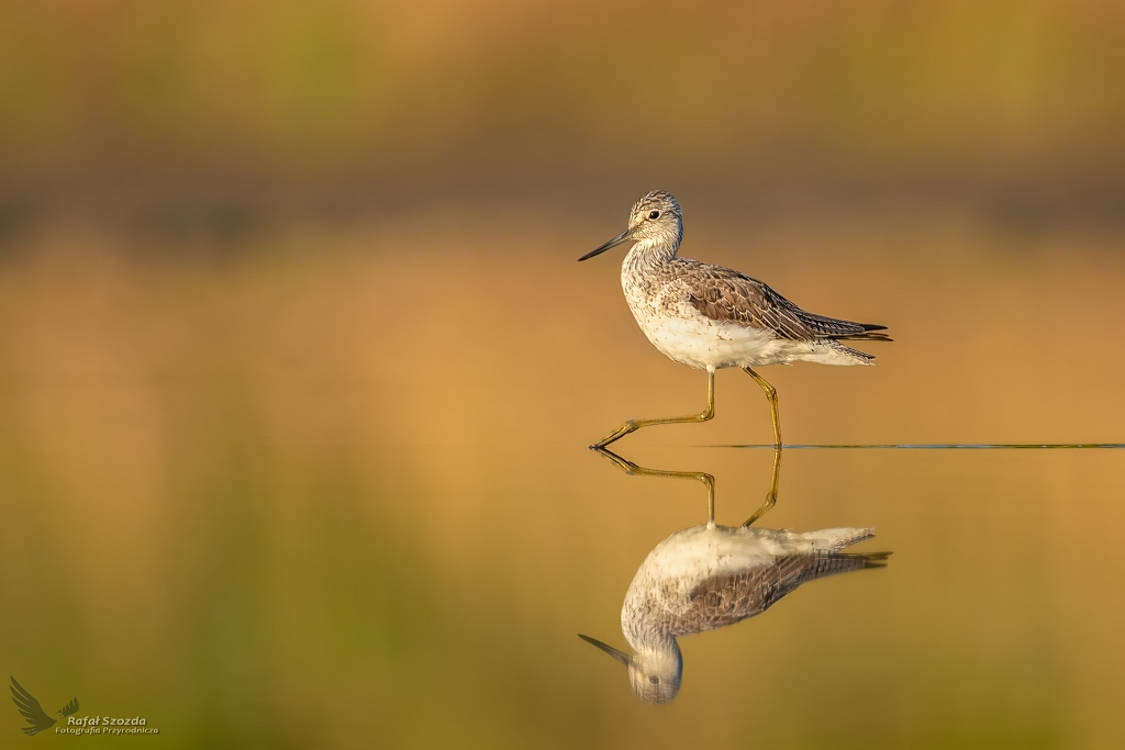 Kwokacz, Common Greenshank (Tringa nebularia) ...