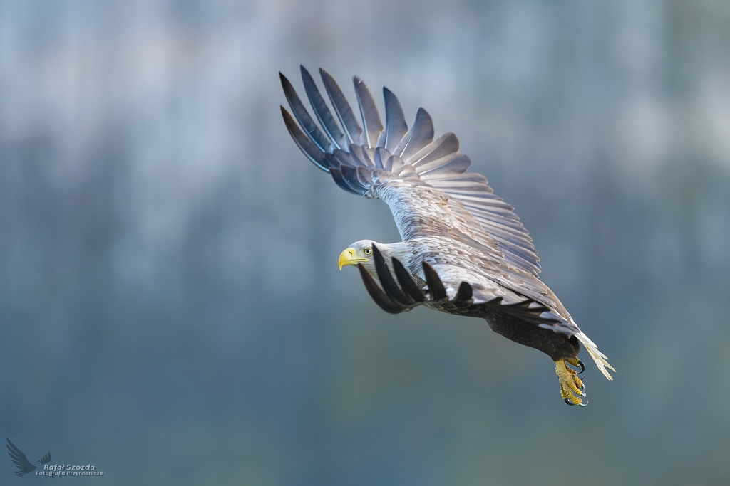 Bielik, White-tailed Eagle (Haliaeetus albicilla) ... 2021r