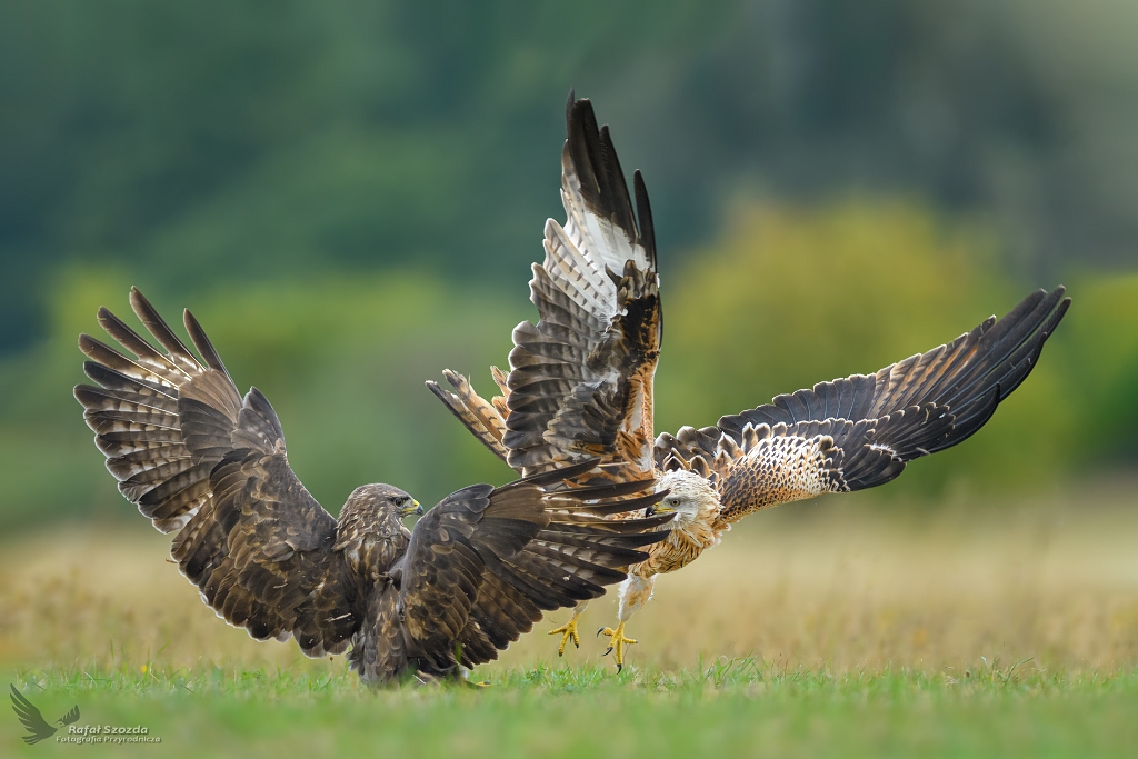 Kania Ruda, Red Kite (Milvus milvus) vs Myszow, Common Buzzard (Buteo buteo) ...