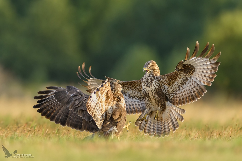 Myszoowy, Common Buzzard (Buteo buteo) ...