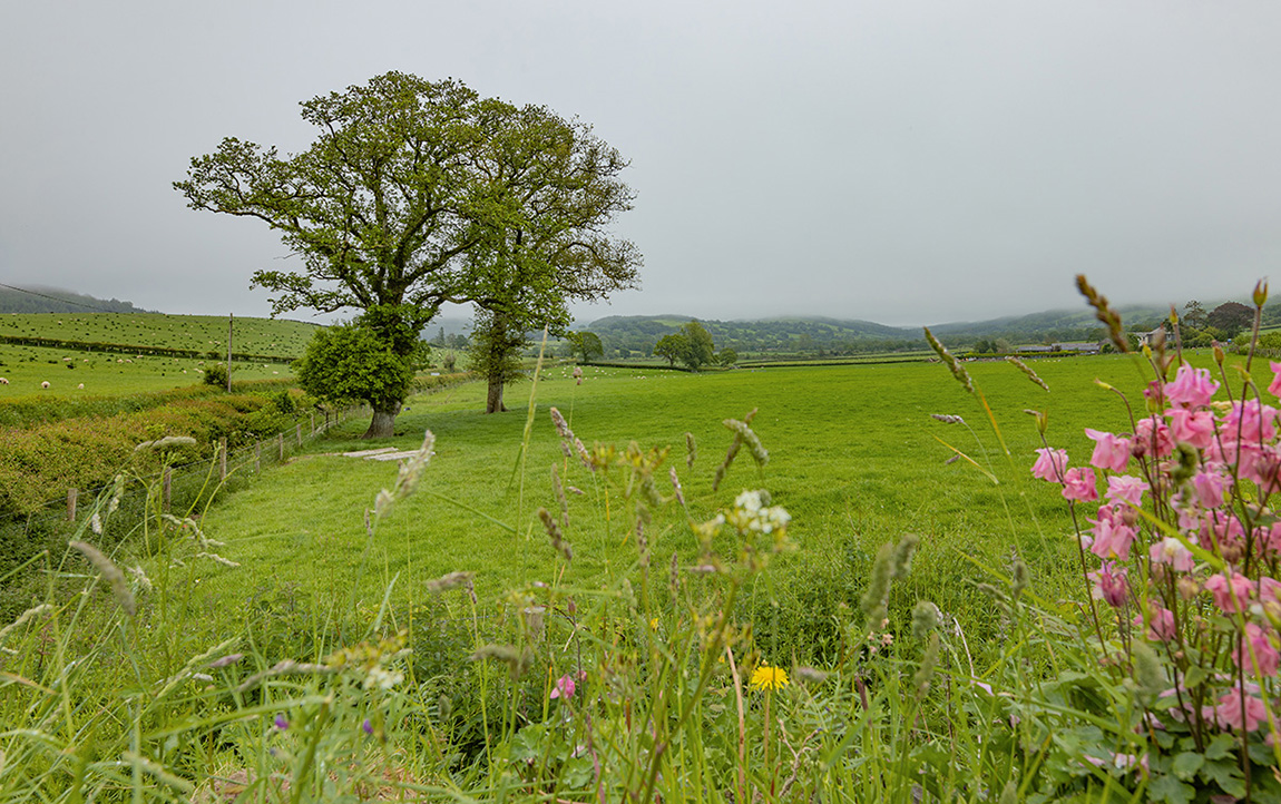 Devon - Anglia