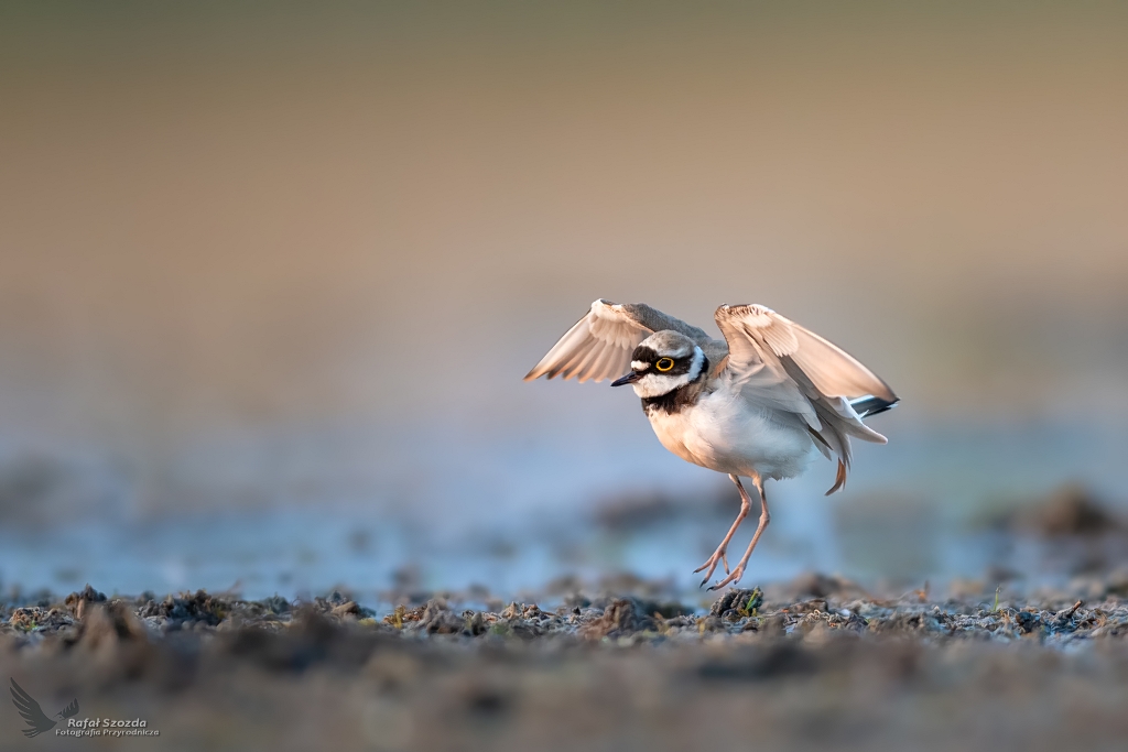 Sieweczka rzeczna, Little Ringed Plover (Charadrius dubius) ...