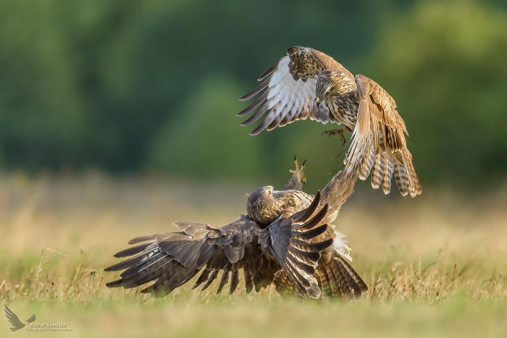 Myszoowy, Common Buzzard (Buteo buteo) ...