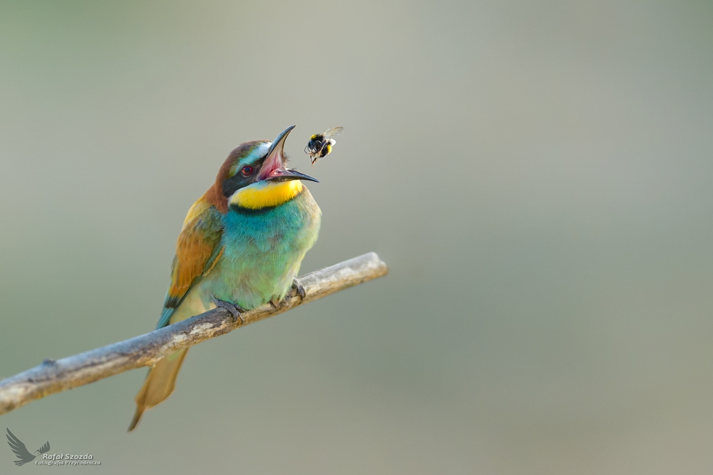 ona, European Bee-eater (Merops apiaster) ... 2021r