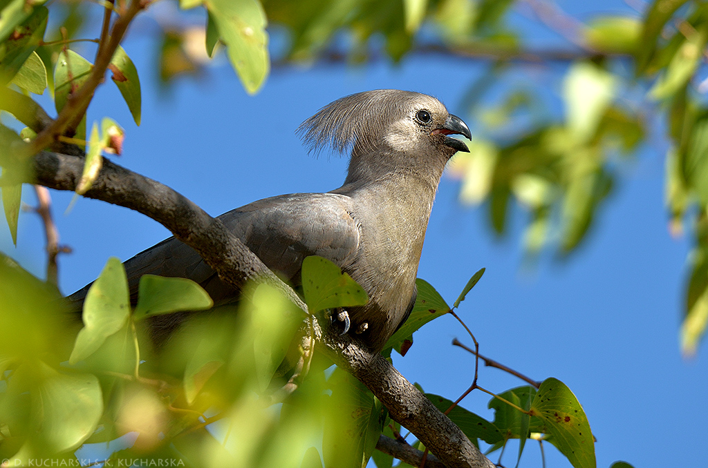 Haanik szary (Corythaixoides concolor)