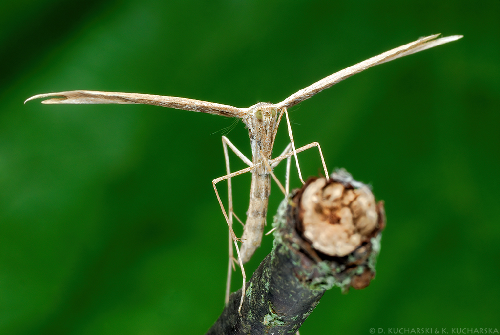 Emmelina monodactyla