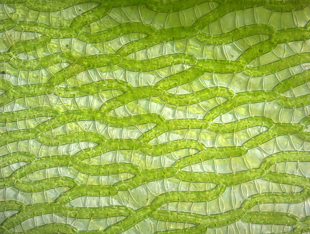 Torfowiec (Sphagnum sp.)