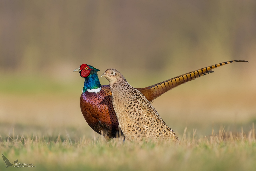 Para idealna ... Baanty, Common Pheasant (Phasianus colchicus) ...