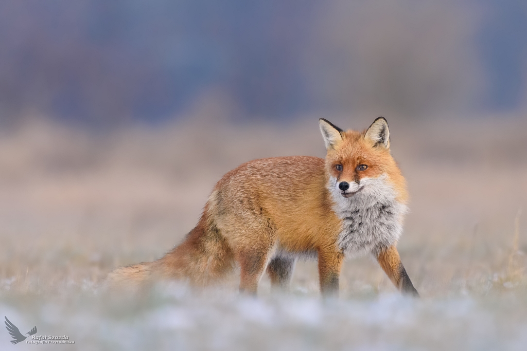 Lis, Red Fox (Vulpes vulpes) ...