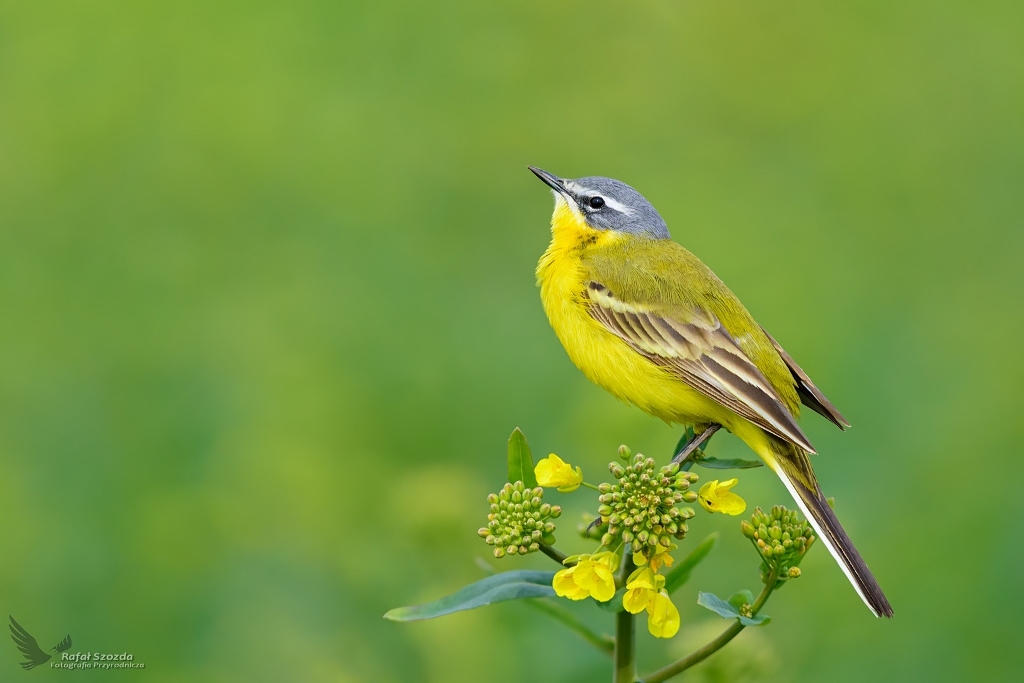 Pliszka ta, Yellow Wagtail (Motacilla flava) ...