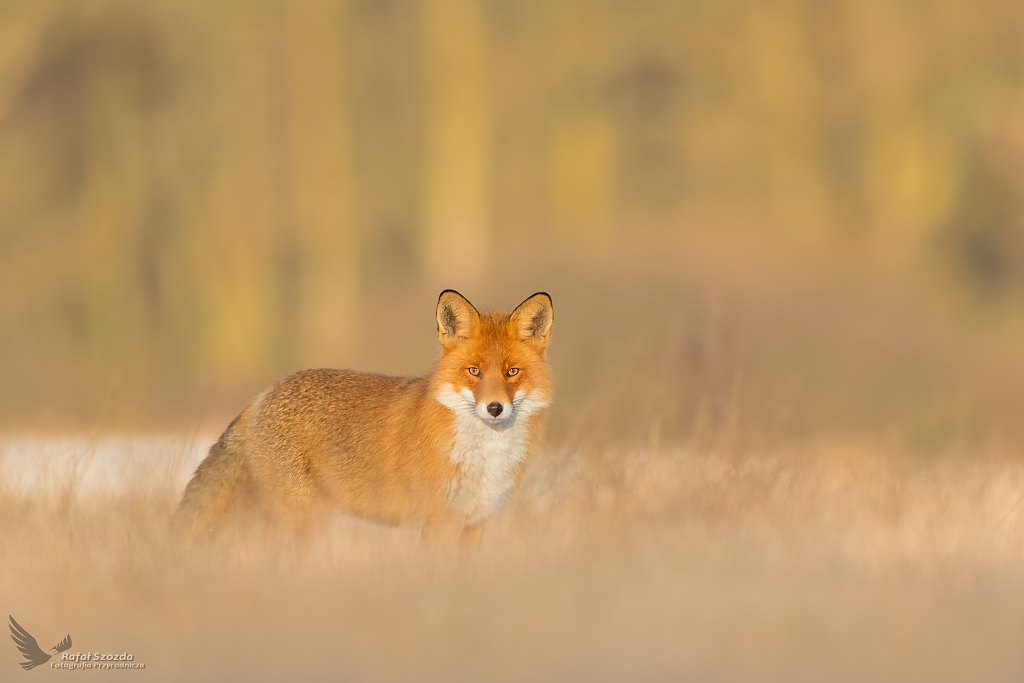 Lis, Red Fox (Vulpes vulpes) ...