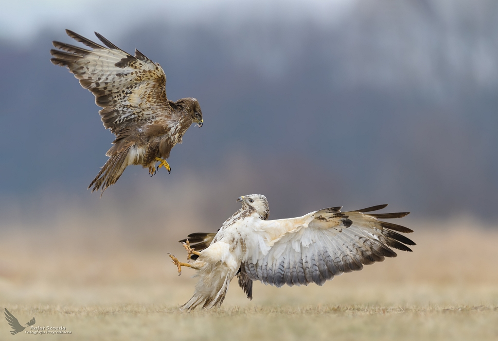 Myszoowy, Common Buzzard (Buteo buteo) ...