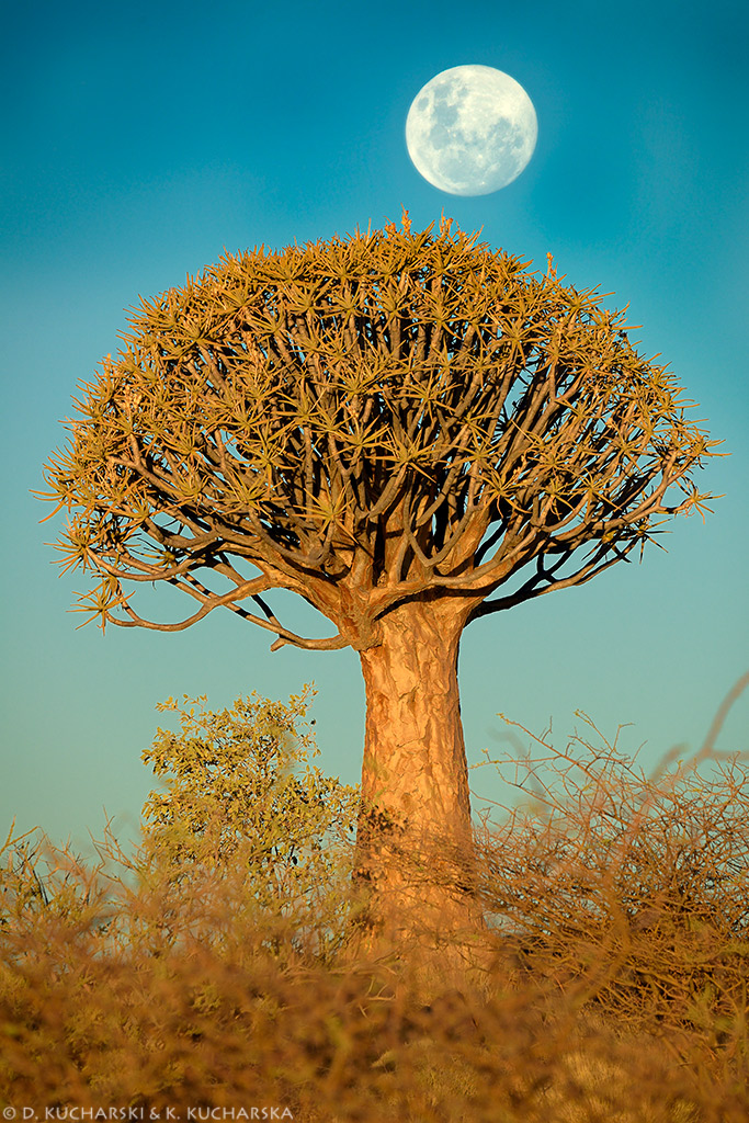 Aloidendron dichotomum