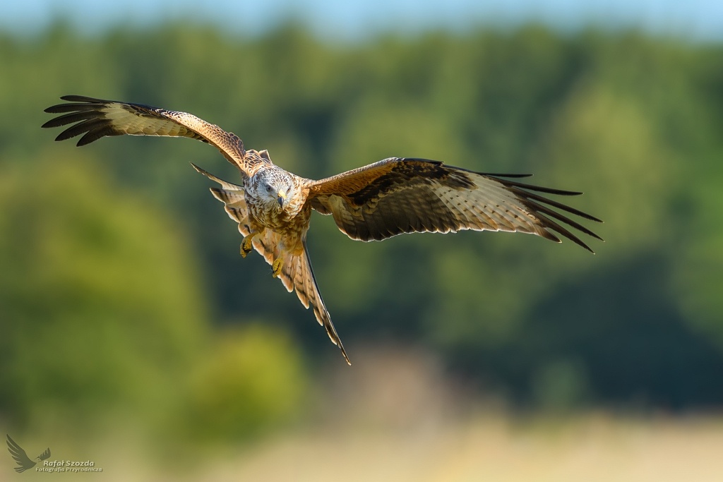 Kania Ruda, Red Kite (Milvus milvus) ...