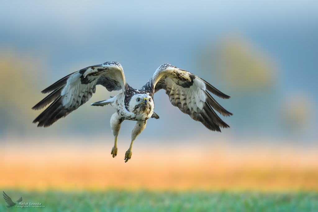 Myszow, Common Buzzard (Buteo buteo) ...