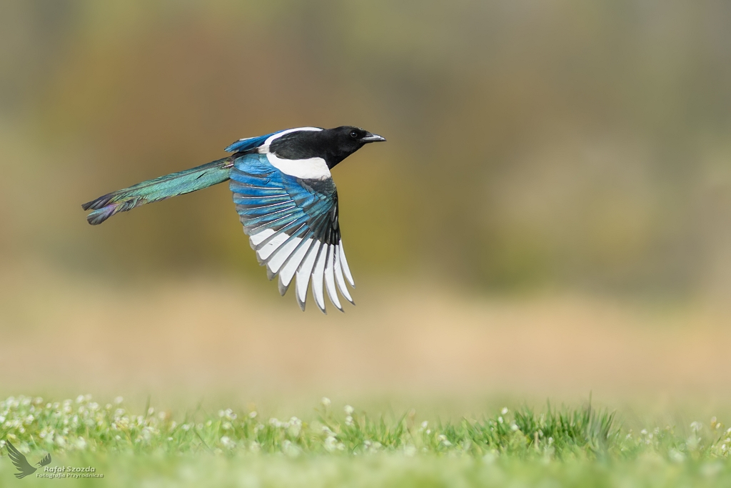 Sroka, Eurasian Magpie (Pica pica) ...