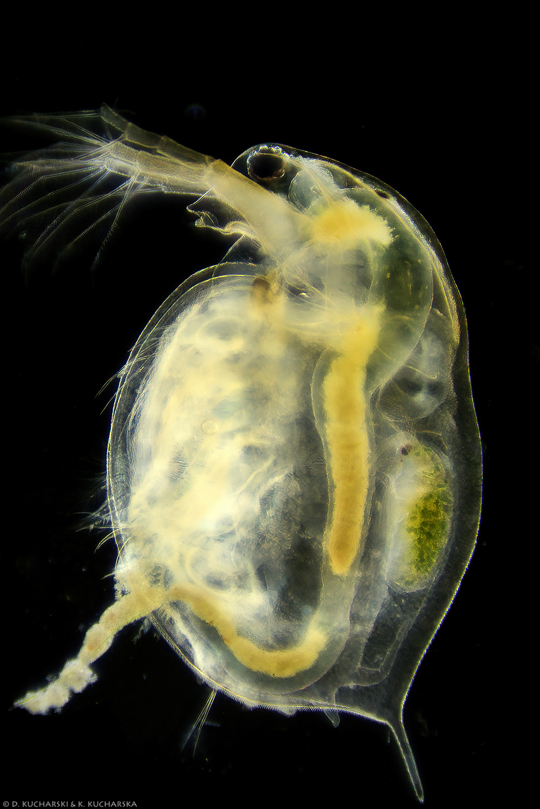 Daphnia sp.