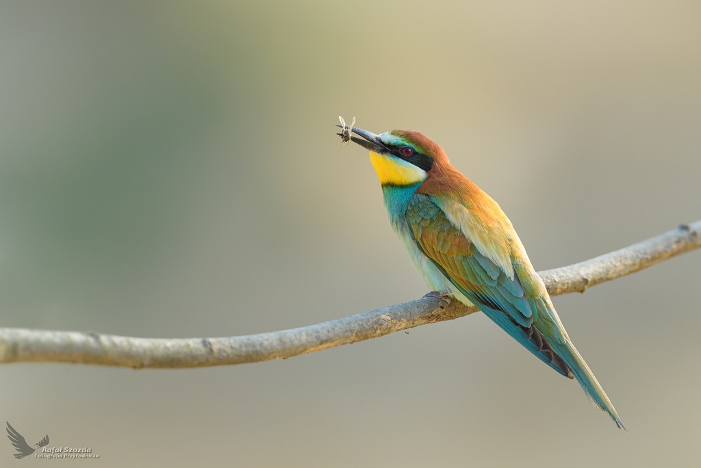ona, European Bee-eater (Merops apiaster) ... 2021
