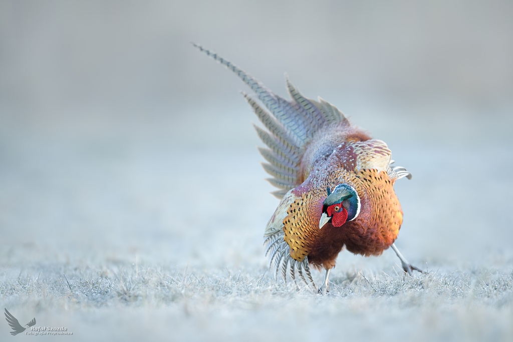 Toreador ... Baant, Common Pheasant (Phasianus colchicus) ...2021r