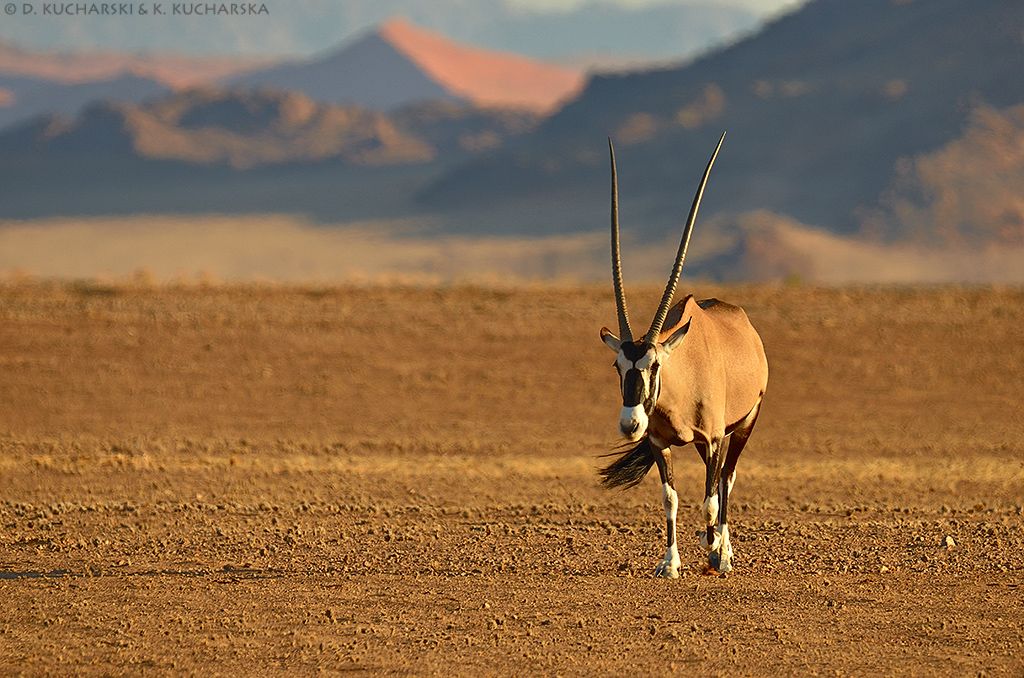 Oryx gazella