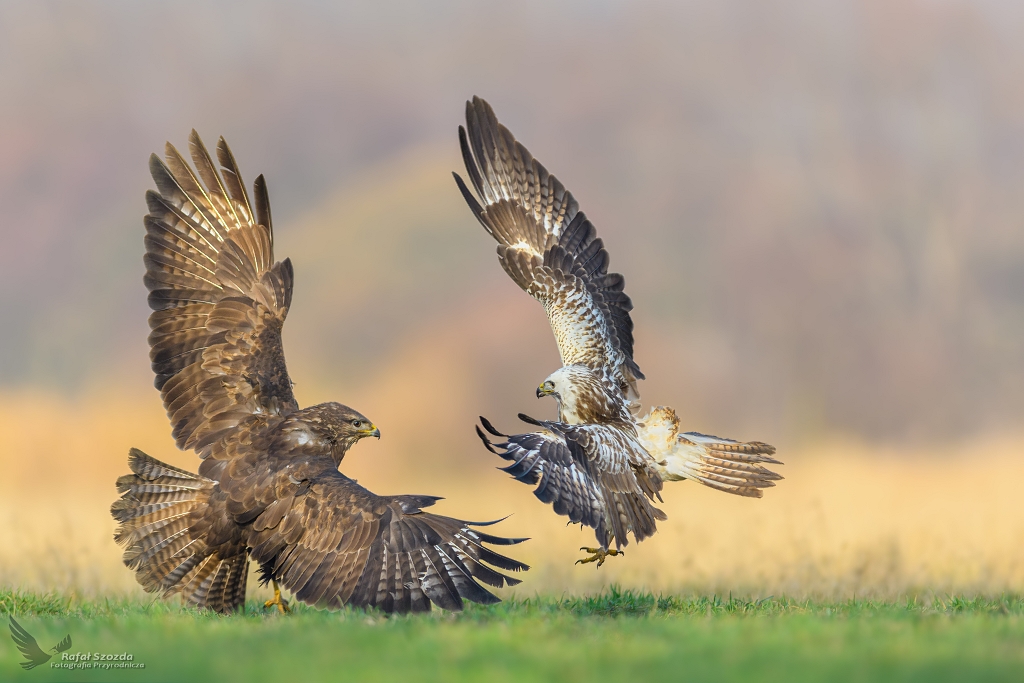 Myszoowy, Common Buzzard (Buteo buteo) ...