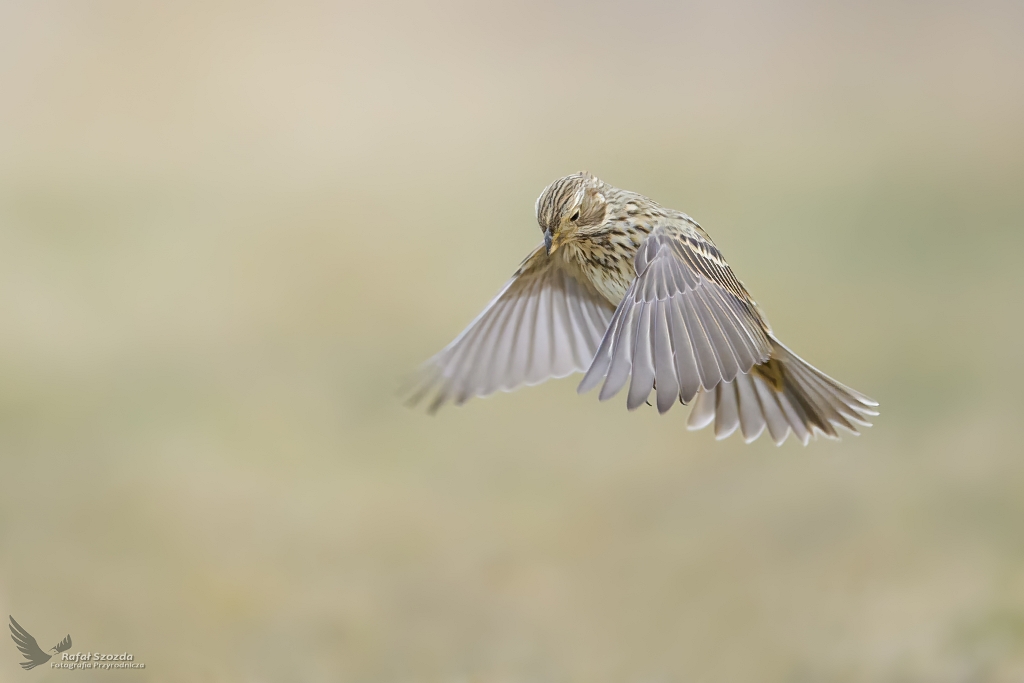 Potrzeszcz, Corn Bunting (Emberiza calandra) ...