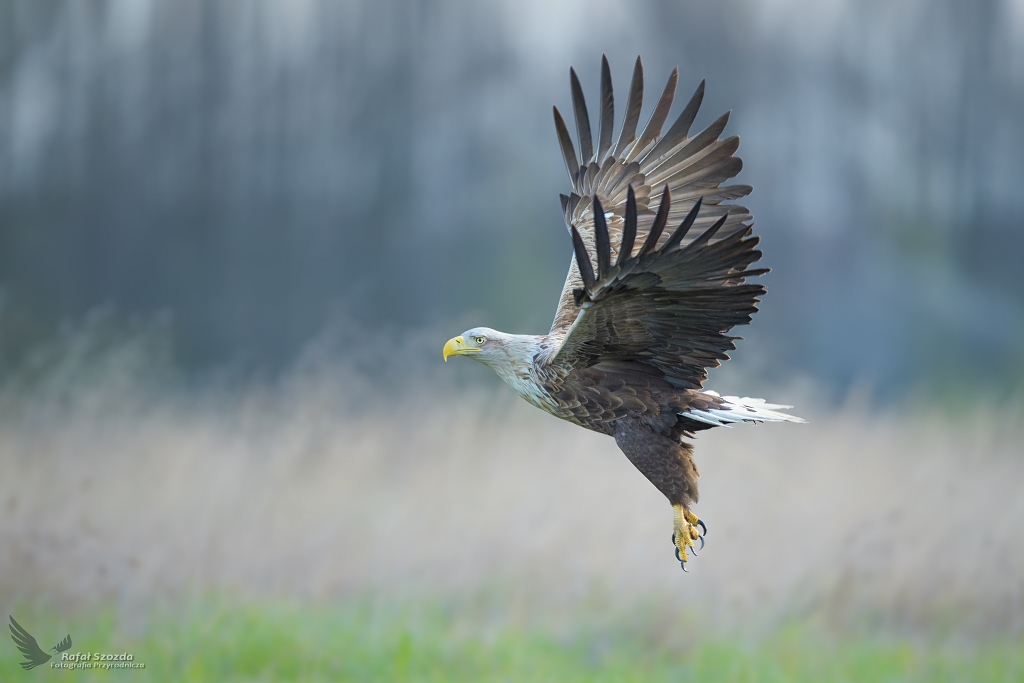 Bielik, White-tailed Eagle (Haliaeetus albicilla) ... 2021