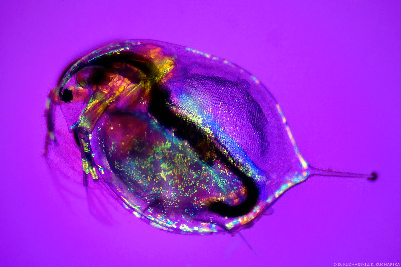 Daphnia magna