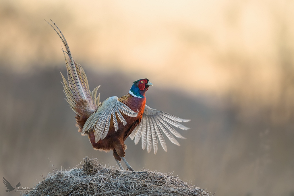 Zew o wschodzie ... Baant, Common Pheasant (Phasianus colchicus) ... 2021r