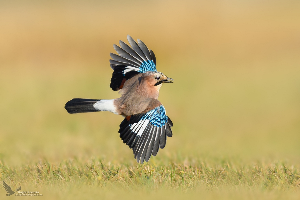 Akrobatka ... Sjka, Eurasian Jay (Garrulus glandarius) ...