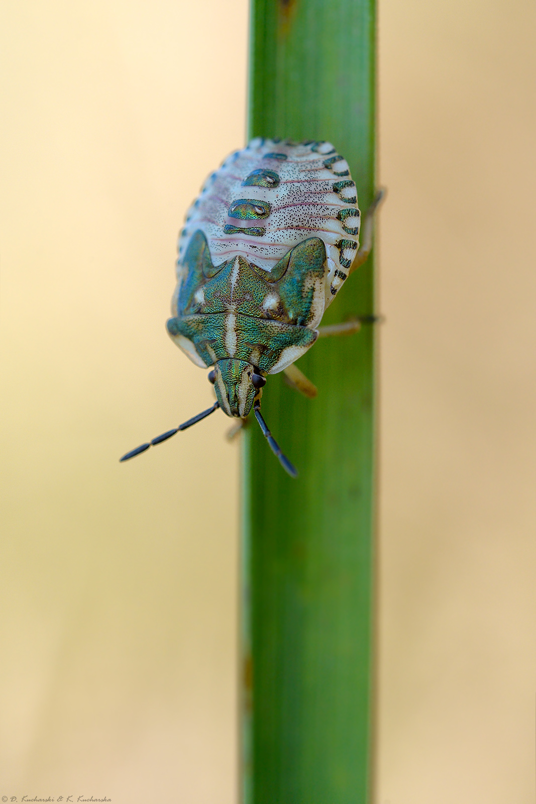 Troilus luridus