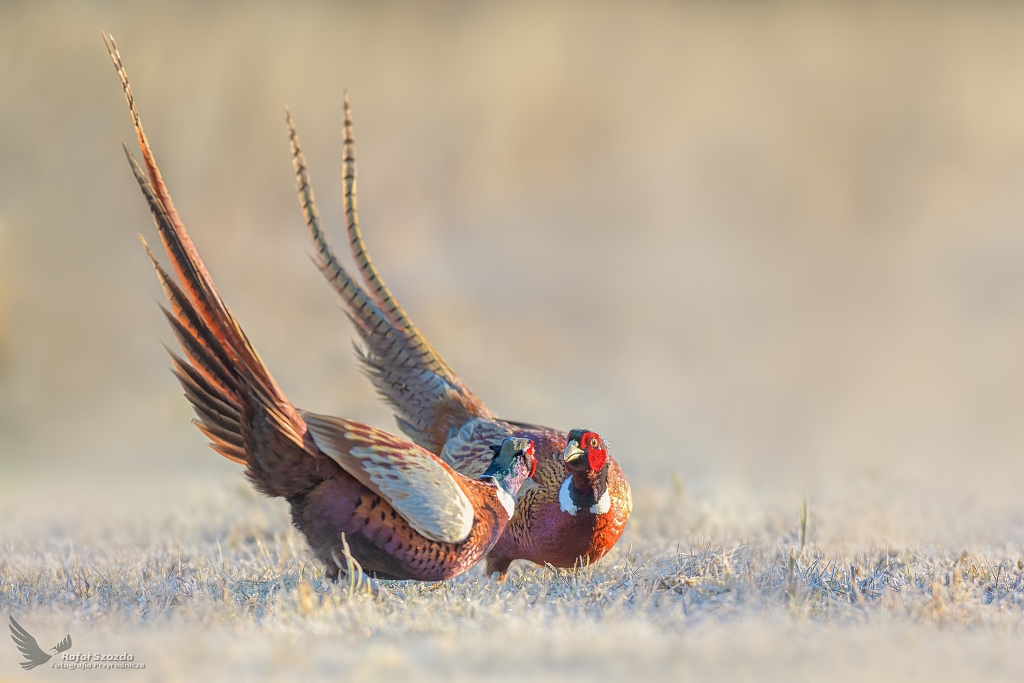 Ostatnie spojrzenie w lustro ... Baanty, Common Pheasant (Phasianus colchicus) ... 2021r