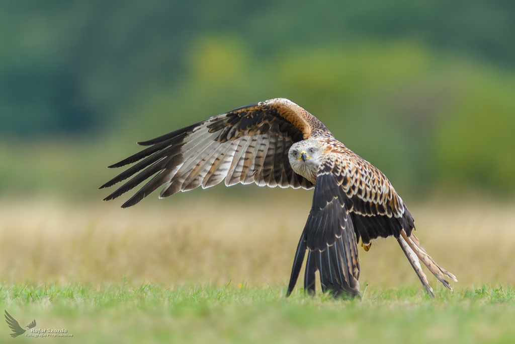 Kania Ruda, Red Kite (Milvus milvus) ...