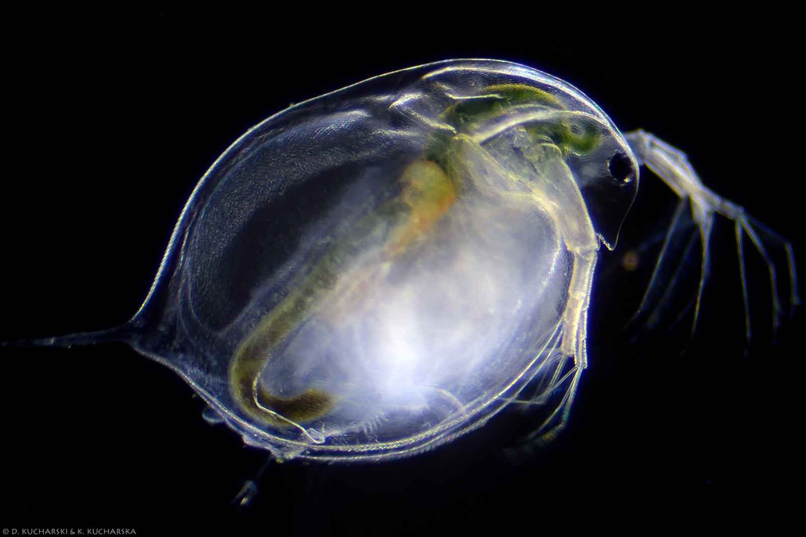 Daphnia magna