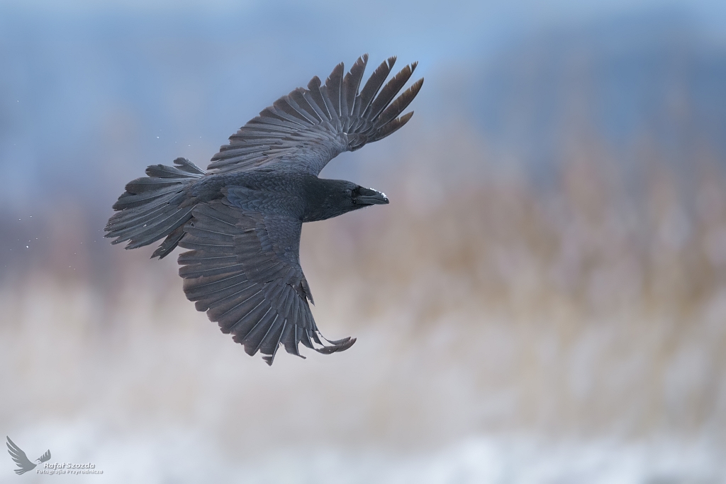 Kruk, Common Raven (Corvus corax) ... 2021r