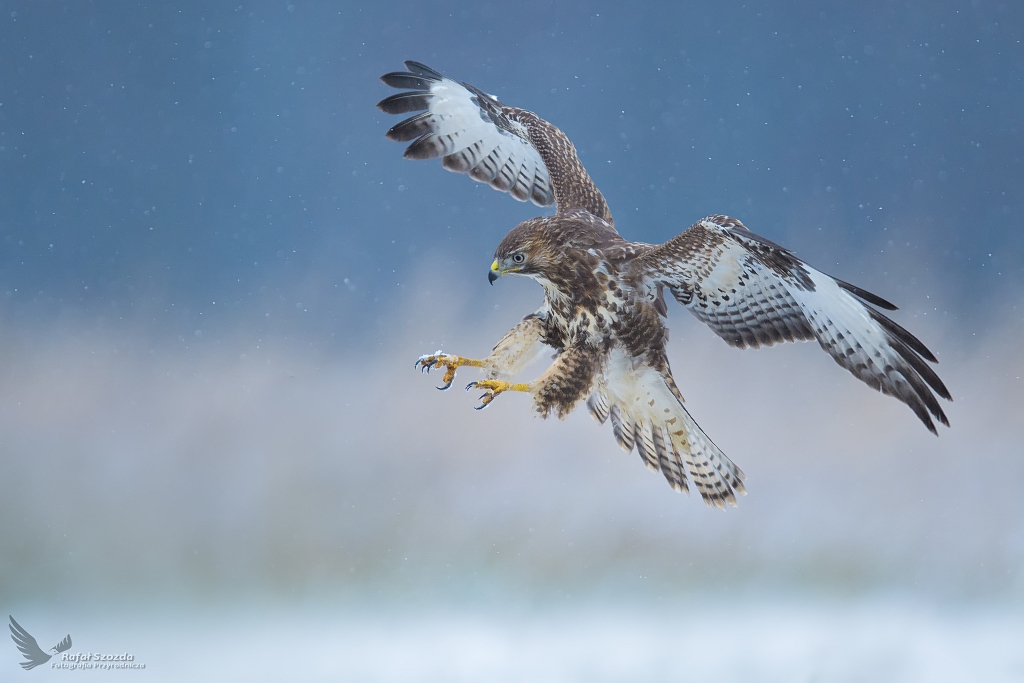 In attack ... Myszow, Common Buzzard (Buteo buteo) ... 2021