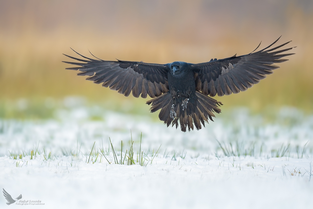 Kruk, Common Raven (Corvus corax) ... 2021r