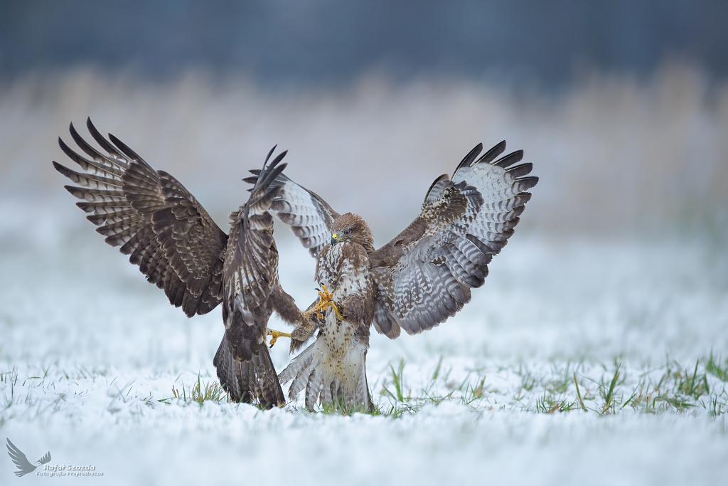 Myszoowy, Common Buzzard (Buteo buteo) ... 2021r