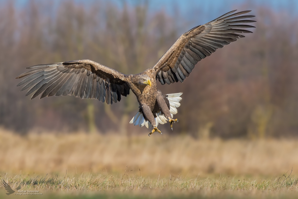 Bielik, White-tailed Eagle (Haliaeetus albicilla) ...