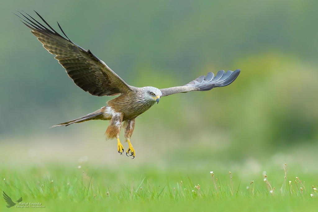 Kania Czarna, Black Kite (Milvus migrans) ...