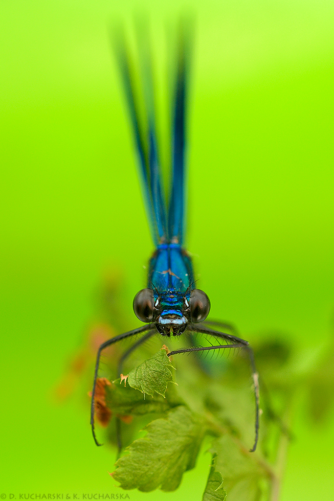 Calopteryx virgo