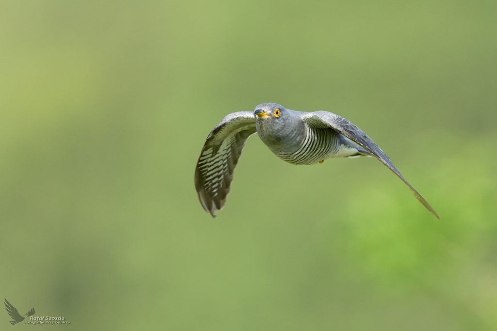 Kukuka, Common Cuckoo (Cuculus canorus) ...