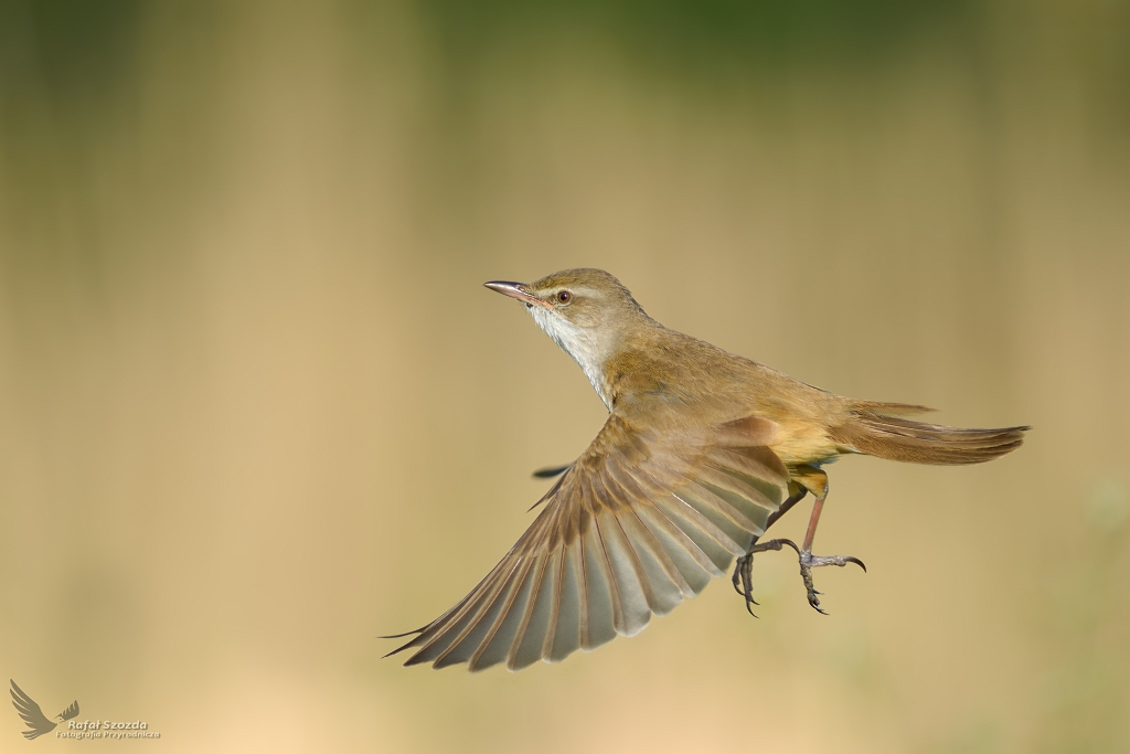 Trzciniak, Great Reed-Warbler (Acrocephalus arundinaceus) ...