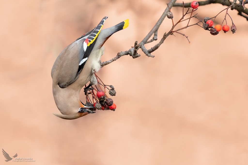 Jemiouszka, Bohemian Waxwing (Bombycilla garrulus) ...