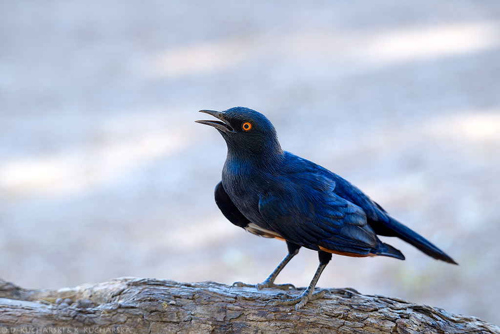 Lamprotornis nitens